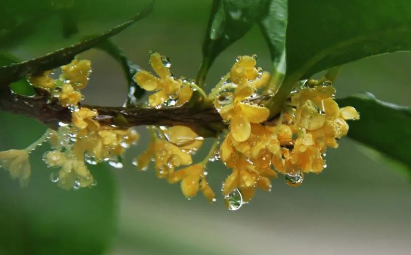 春季桂花移栽修剪有訣竅，襄陽園林綠化公司親傳經(jīng)驗，來年花多枝密長勢好