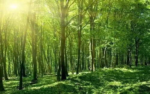 《全國(guó)天然林保護(hù)修復(fù)中長(zhǎng)期規(guī)劃》通過專家評(píng)審