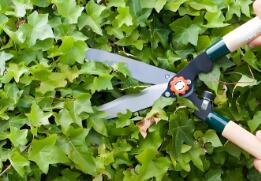 修剪管理：“景觀與生長”